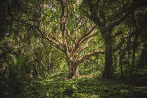 cool wallpaper forest hawaii 38136